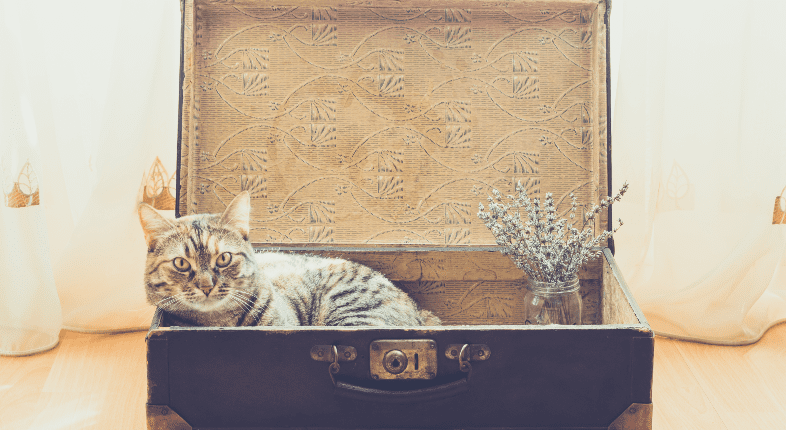 Travel nursing cat in a suitcase.